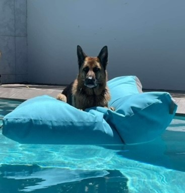 dog pet in water pillow floater